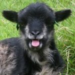 Sheep to Sweater Sunday n° 181 : Hearing