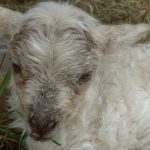 Sheep Sense – Hearing n°4