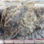 Sheep to Sweater Sunday n° 164 : Shearing is Done …