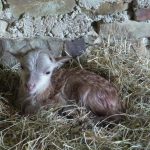 Lambing has started
