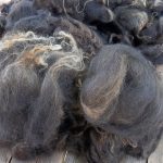 A few beautiful fleeces ….