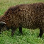 Sheep to Sweater Sunday n° 44 : Jasper — Shades of Grey