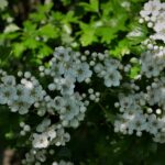 The Sweet Smell of Hawthorn Blossoms