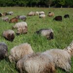 A New Pasture With an Abondance of Grass …