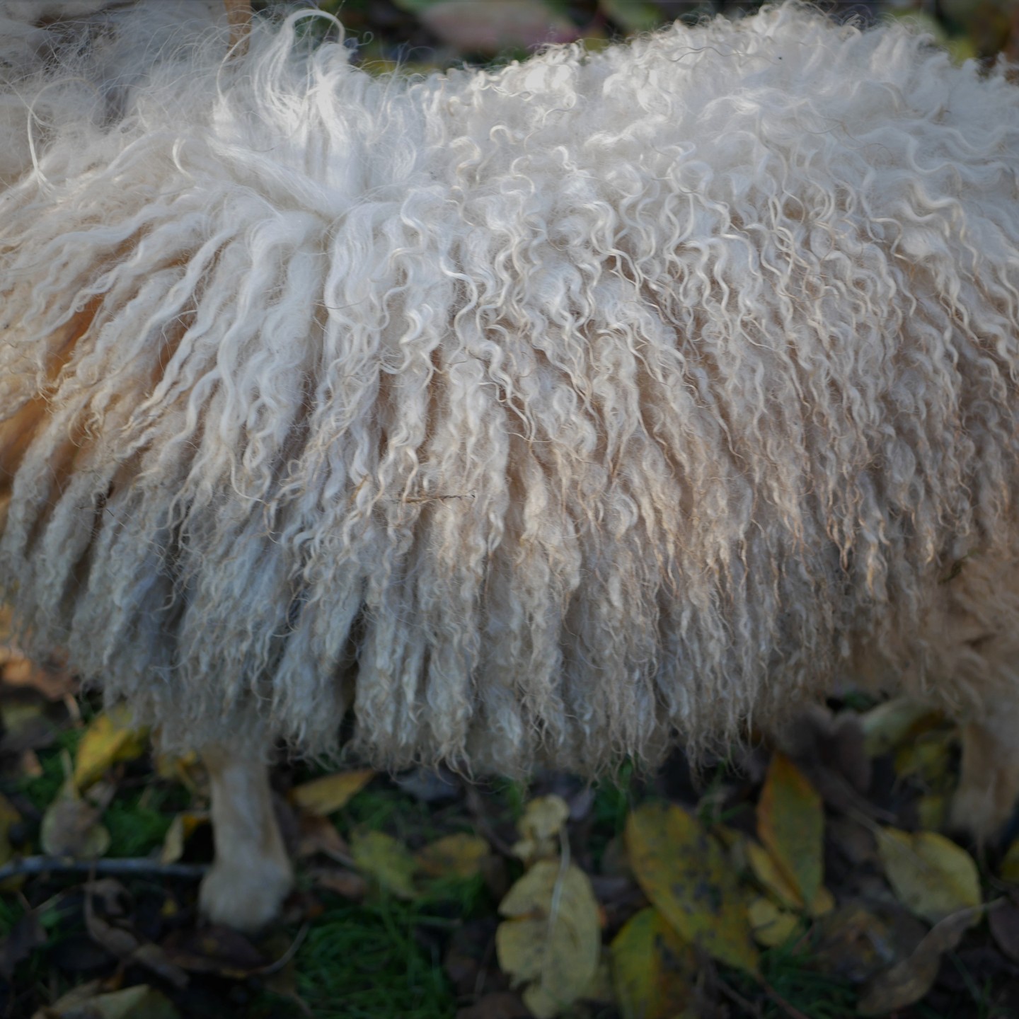 A Lovely white Ouessant fleece in late November !
#ouessantsheep #ouessantwool