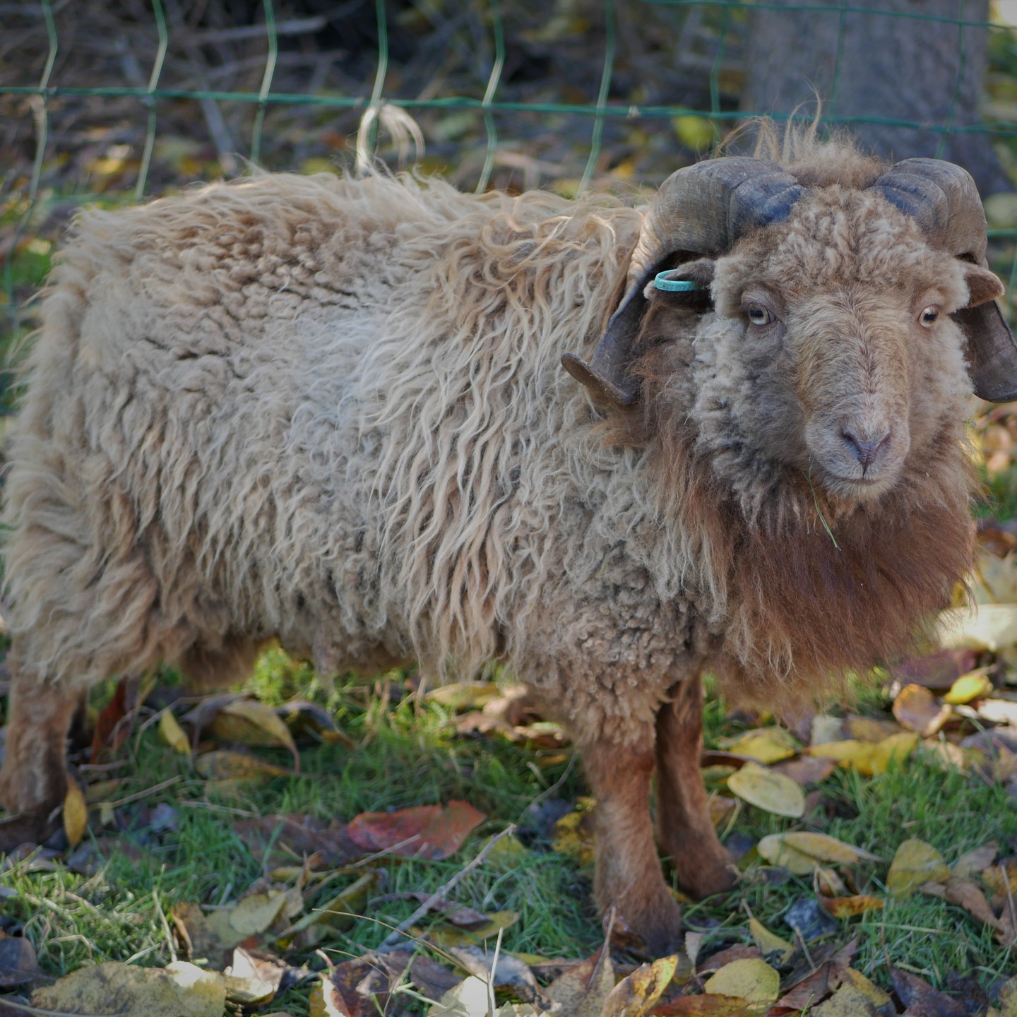 « Rabbit » is a lovely little brown Ouessant ram. 18 months old and only 41cm tall, he is a real joy to behold !
#OuessantSheep #OuessantWool