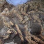 Rusty Midsides & Ouessant Swiss Fleece Color