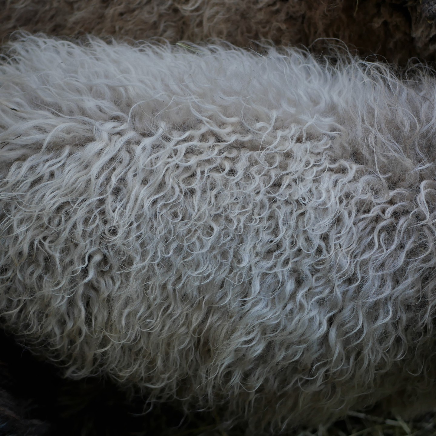 Alicia's beautiful fleece.

#ouessantsheep #ouessantwool #moutondouessant