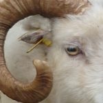 Sheep Sense – Sight n°1