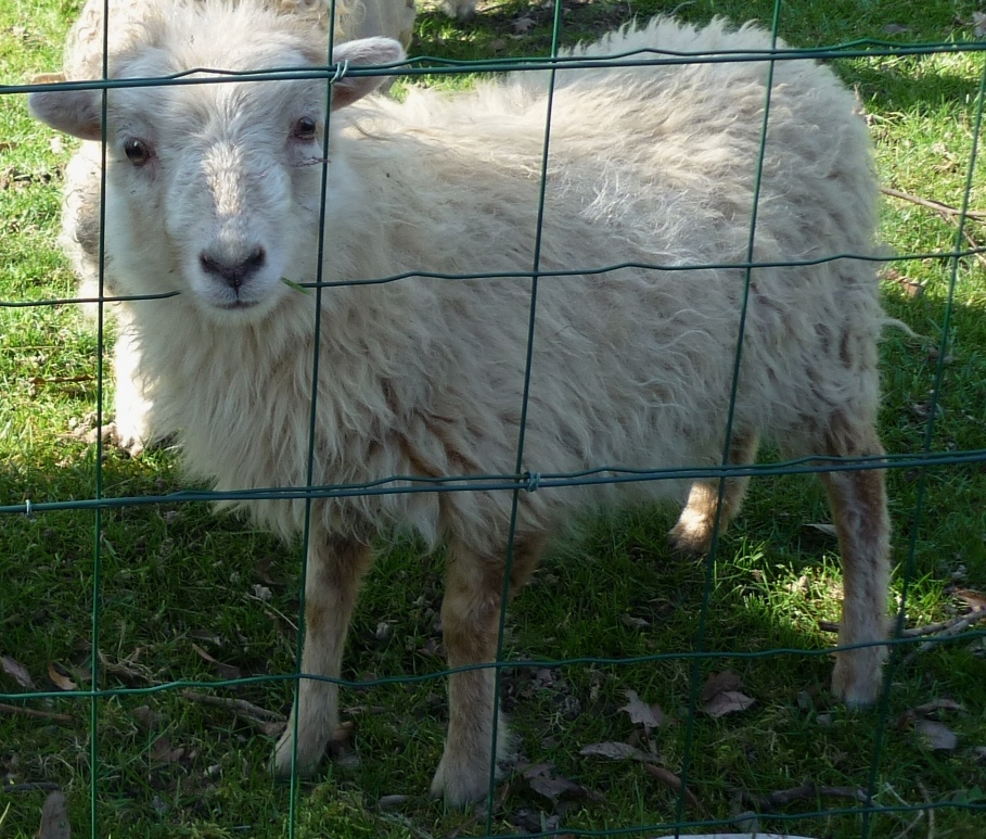 Sheep Sense - Smell n°1 — The Spinning Shepherd