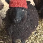 Sheep to Sweater Sunday n° 156 : A Red Hat for a Black Sheep