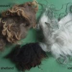 Ouessant Wool 101 n° 7 : Crimp – A Few Added Details