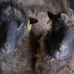 Two Beautiful Faded Black Ewes